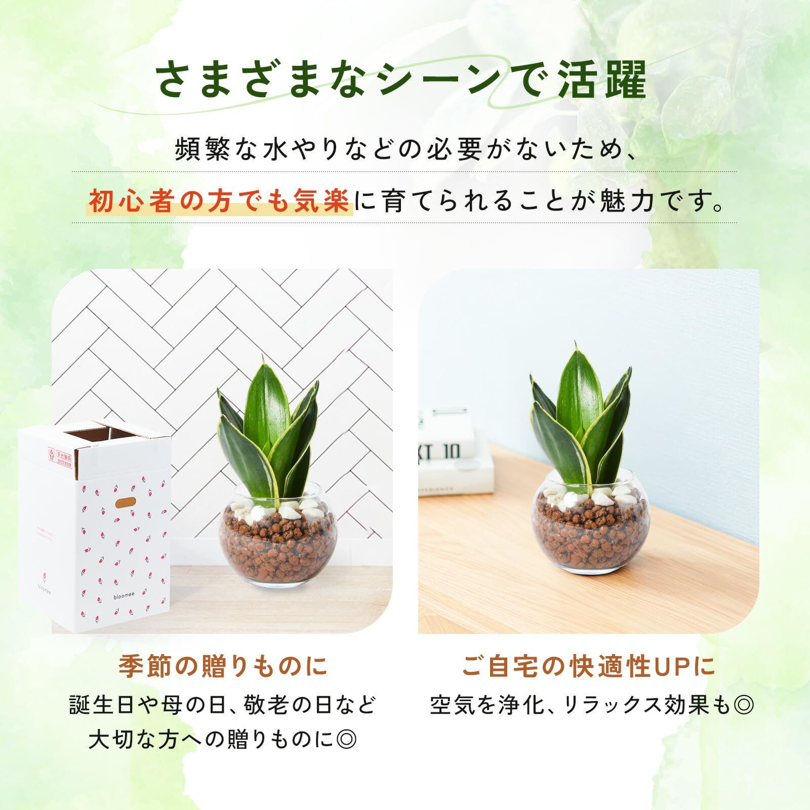 Amazon｜bloomee(ブルーミー) サンスベリア 3号 ハイドロカルチャー